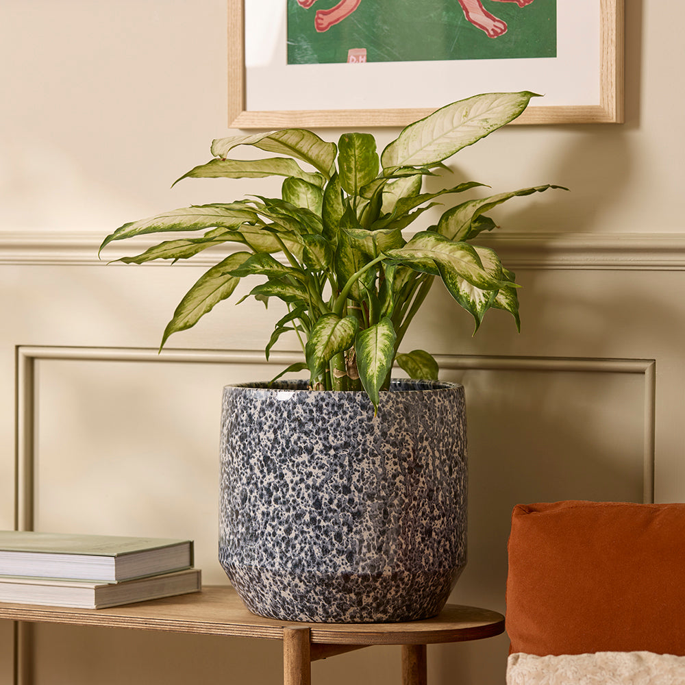 Lotte Ceramic | Indoor Plant Pot